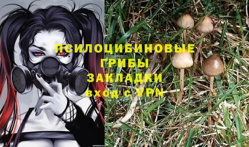 Галлюциногенные грибы Psilocybe  Берёзовка 